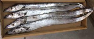 Wholesale manufactures exporters of: Ribbon Fish