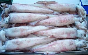 Wholesale squid: Lilogo Squid