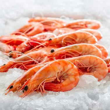 Cooked HOSO Vannamei Shrimp with High Quality, Competitive Price and On - Time Delivery  (Wehapi.Vn)
