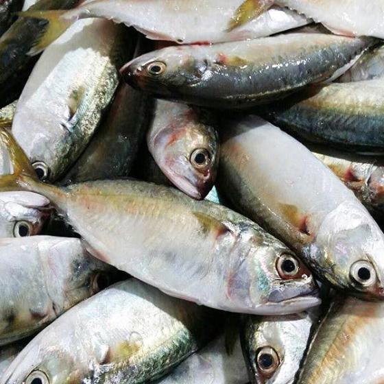 Sell Indian Mackerel for Export