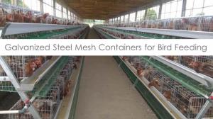 Wholesale chicken feeder: Chicken Layer Cage System