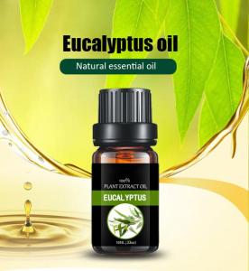 Wholesale eucalyptus oil: Eucalyptus Oil