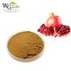 Pomegranate Seeds Extract / Pomegranate Peel Extract with Polyphenol 40% UV