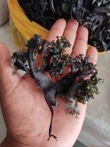 Wholesale choline chloride on: Irish Moss-Chondrus Crispus-Sea Moss-Wildcrafted Golden Purple From Peru