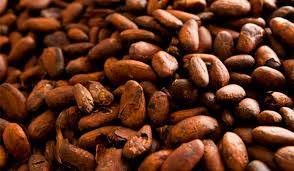 Wholesale coffee beans: Cocoa