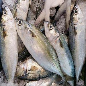 Wholesale iqf shrimp: Indian Mackerel Whatsapp (+84) 378296963