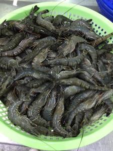 Wholesale black tiger shrimps: Quality BLACK TIGER SHRIMP