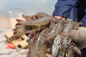 Wholesale iqf shrimp: Frozen Vannamei Shrimp