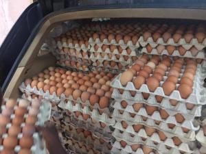 Wholesale buy: Table Chicken Eggs for Sale