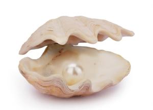 Wholesale conch: Pearl Powder