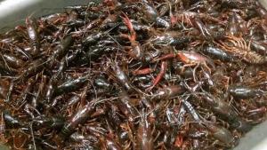 Wholesale Dried Food: Fresh Quality Pacific Thailand Red Lobsters for Sale