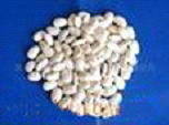 Wholesale white kidney beans: White Kidney Bean P.E.