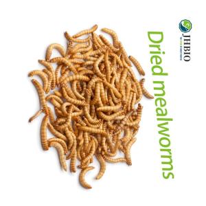 Wholesale Animal Feed: Dried Mealworms