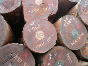 Wholesale supplies for ship: Tali Timber