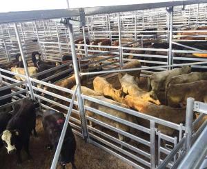 Wholesale custom farm fence: Square Pipe Cattle Panels