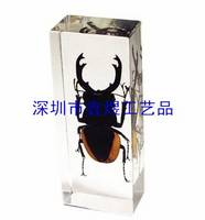 Buy Insect Paperweight,Insect Paperweight