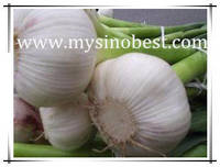 Sell new garlic
