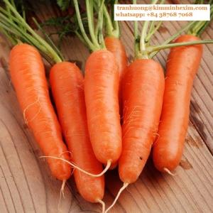 Wholesale womens bags: Frozen Carrot with High Quatity