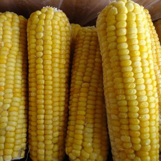 Sell frozen sweet corn white / yellow maize