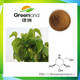 Mulberry Leaf Extract,DNJ,Flavones, Lower Blood Suger Raw Material