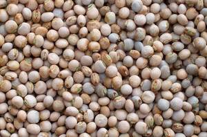 Wholesale Bean Products: Pigeon Peas