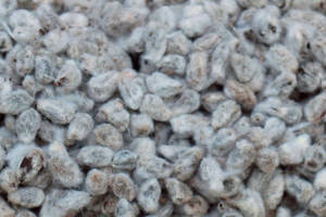 Wholesale water: Cotton Seed