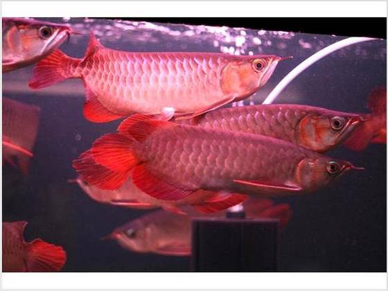 Buy Banjar Red Arowana Order Banjar Red Arowana At Cheap Rate