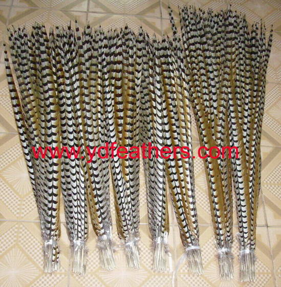 Sell Reeves Pheasant Tail Feather for wholesale from China