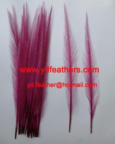 Sell Burnt Ringneck Pheasant Tail Feather for Wholesale From China