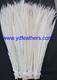 Sell Lady Amhurst Tail Feather for wholesale from China