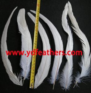 Wholesale bleach: Bleached Black Rooster/Coque/Cock Tail for Wholesale From China