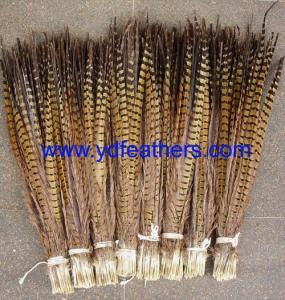 Ringneck Plumage Brown Feathers - 1yd - Natural