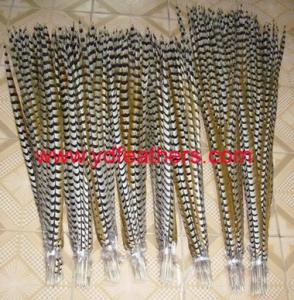 Wholesale wholesale garment accessories: Reeves Pheasant Tail Feather for Wholesale From China