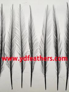 Wholesale feather hair: Burnt Ringneck Pheasant Tail Feather From China