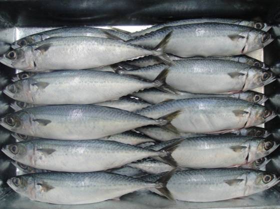 Sell Frozen Mackerel Fish
