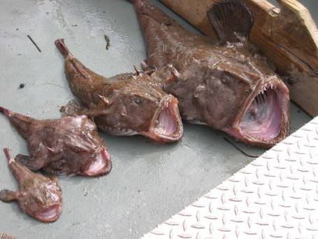 Sell Best quality iqf monkfish