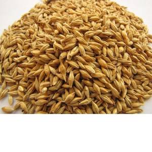 Wholesale china wholesale: Barley for Feed Purpose.