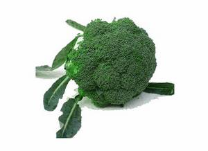 Wholesale broccoli: Fresh Broccoli