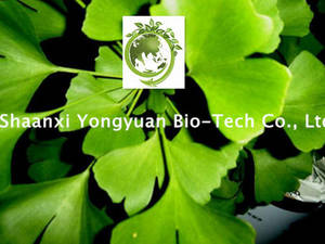 Wholesale ginkgo biloba extract usp: Ginkgo Biloba Extract, Flavone GLYCOSIDES 24%, EP, USP