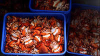 Sell sell high gaulity Thailand seafood