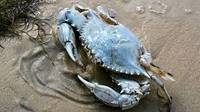 Sell high quality atlantic crab