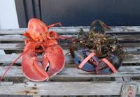 Sell sweet Thailand lobsters