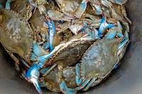 Cheap Blue Crabs 