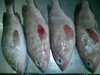 Cheap Cod Fish
