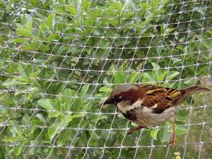 Buy Wholesale China Anti-bird Net Bird Nets For Catching Birds