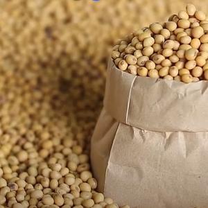 Wholesale soya bean: Soya Beans