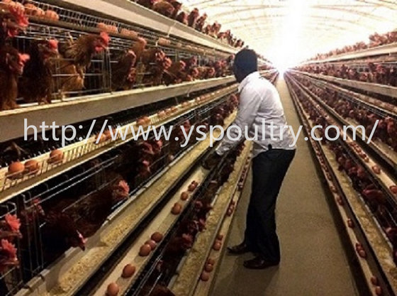 Poultry Layer Battery Chicken Cage For Nigeria Kenya South Africa