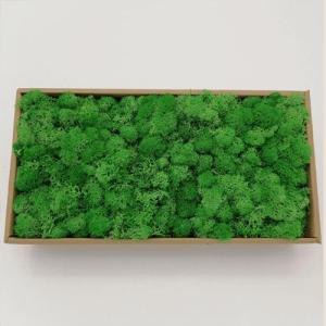 Wholesale preserving box: High Quality 500g Preserved Moss in Box for Home Decoration