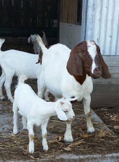 Saanen Goats for Sale (High Quality Milk Production)(id:9827401). Buy ...