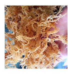 Wholesale Fish & Seafood: Sea Moss for Sale